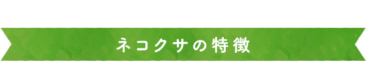 ネコクサの特徴