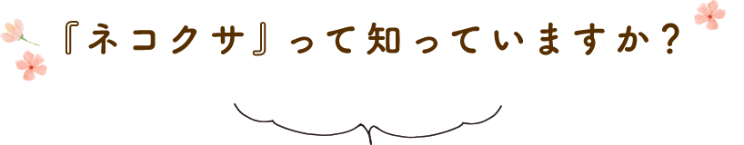 『ネコクサ』って知っていますか？